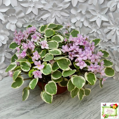 Жемчужный Восторг (Д. Глушакова) листовая химера (пасынок сорт посажен 20.10.25)