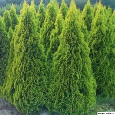 Туя Смарагд - Smaragd 2 метра