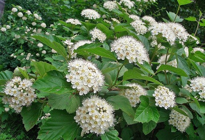 пузыреплодник калинолистный видовой