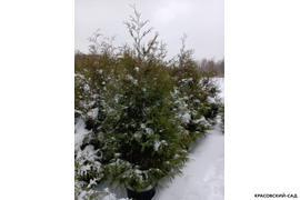 Туя Брабант 220 см фото зимой