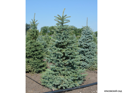 Ель колючая Глаука