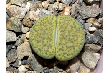 Lithops fulviceps ‘aurea’ C363
