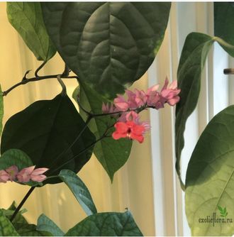 Clerodendrum Splendens / Клеродендрум блестящий (красные цветки)