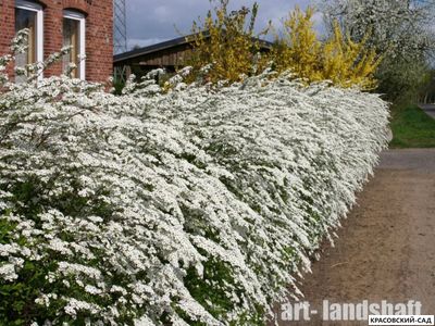 Живая изгородь из Спиреи Грефшейм - Spiraea Grefsheim