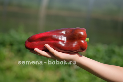 Перец сладкий  Italian Boot ( Итальянский Сапог), 10 шт