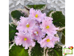 НД-Хоровод  (Н.Данилова-Суворова) 2021 г.