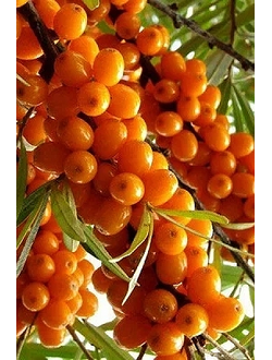 Облепиха Жемчужница