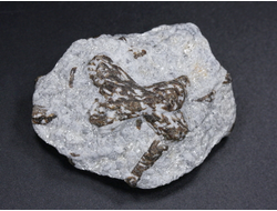 Ставролит, сросток кристаллов "косой крест" на сланце, Россия, Кольский п-ов (50*41*23 мм, 49 г) №26073