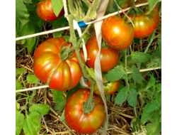 Томат Ирландский полосатый  (Irish Stripes)