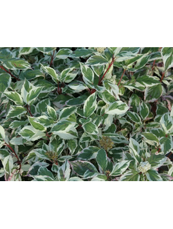 Дёрен белый Sibirica Variegata