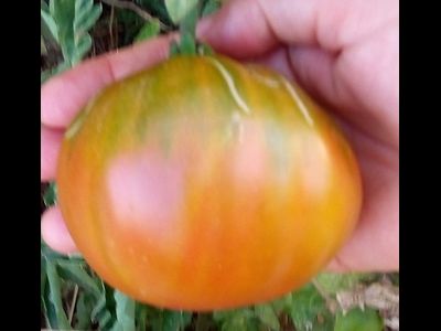 Томат Бунте Пфлауме (Красочная слива, Bunte Pflaume)