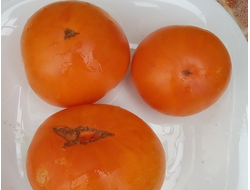 Томат Гном Парень из Локстона (Dwarf Loxton Lad)