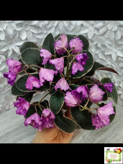 Nik-Кони в Яблоко  (Н. Булко) 2022 г. (пестролистный лонг)