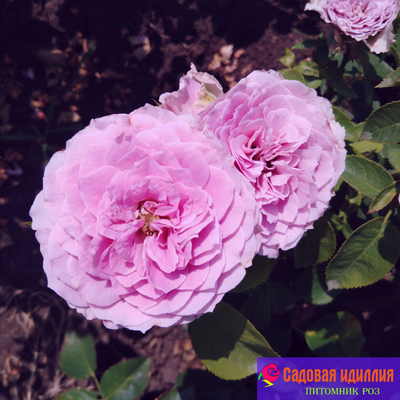 Лавендер айс (Lavender Ice)