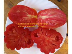 Томат Антико Канестрино из Лукки (Antico Canestrino di Lucca), Италия