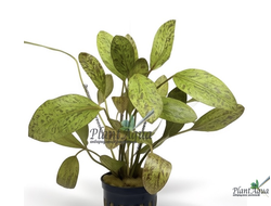 Эхинодорус Литл Мистери (горшок)