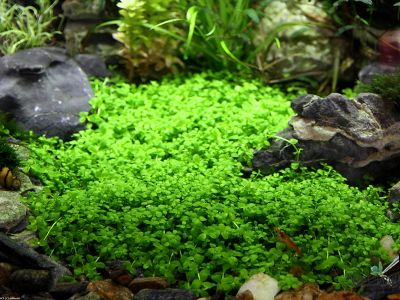 Микрантемум монте карло в аквариуме