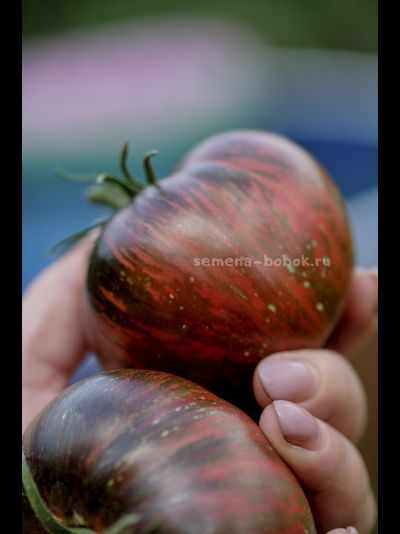 Томат Marsha's Starfighter Beefsteak (Бифштекс Марши), 10 шт
