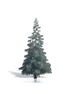 Billboards Ель летняя_16