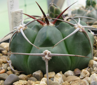 Gymnocalycium mostii v.miradorense VG-463 (D=20мм)