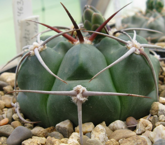 Gymnocalycium mostii v.miradorense VG-463 (D=15-18мм)