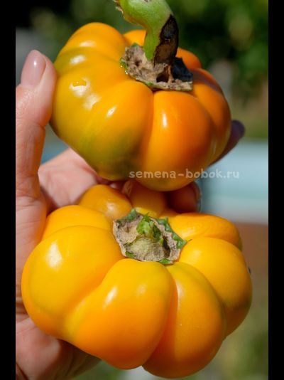 Сладкий перец Тыковка, 10 шт