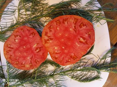 Томат Burgess Improved Colossal Red