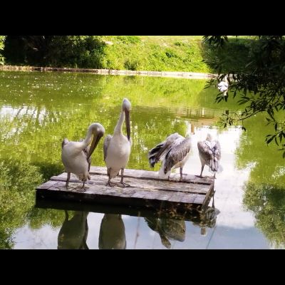 Экскурсия "Прогулка в парке птиц"