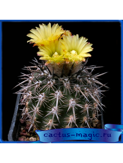 Neoporteria krainziana KK 1078