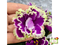 ЕК-Малахитовая Орхидея (Е. Коршунова) 2012 г.