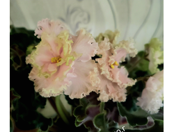 78) ПТ- Юнона