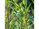Эстрагон, Тархун (Artemisia dracunculus) Франция, 5 мл - 100% натуральное эфирное масло