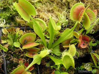 Dionaea muscipula Crested petioles