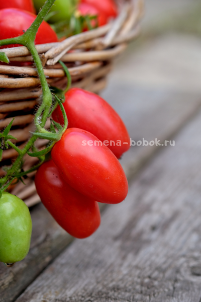Томат Красный клык, 10 шт.