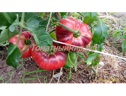 Томат Лазурный гигант (Azure Giant)