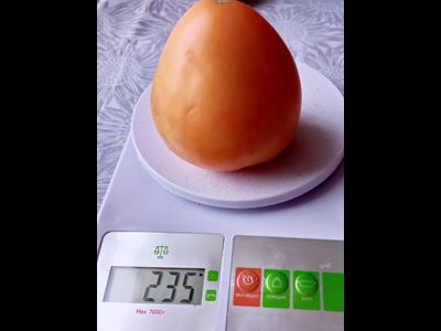 Томат Ранний оранжевый Розали (Rosalie’s early orange), США