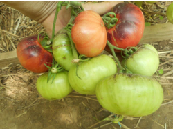 Томат Сибирский тигр (Siberian Tiger)