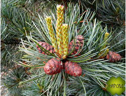 СОСНА МЕЛКОЦВЕТКОВАЯ ГОЛУБАЯ "АУИ" (АОИ НИГИШИ) саженец 60 см с шишками