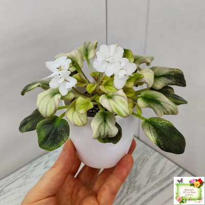 LV-Яночка (Л. Шевелева) 2023 г. трейлер (клакамас с кроновой пестролистностью)