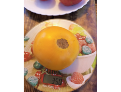 Томат Желтые Вашингтона (Washington Yellow)