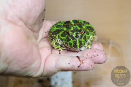 Рогатка "Орвелли"