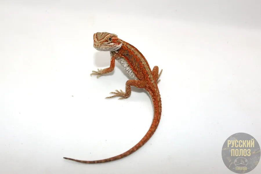 Бородатая агама, Pogona vitticeps