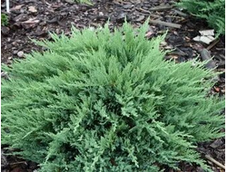 Можжевельник  казацкий Juniperus sabina Tamariscifolia