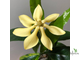 Gardenia sp.(T03) Papua New Guinea