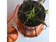 Медный аламбик 20л-40л с колонной и с отводом Португалия CopperCrafts арт.1033