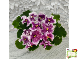 МТ-Сладкая Фантазия (М. Тотиева) 2022 г.