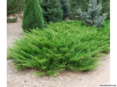 Можжевельник Рокери Джем - Rockery Gem