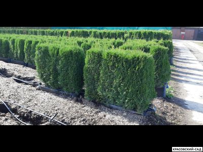 Живая изгородь из туи западной Смарагд - Smaragd