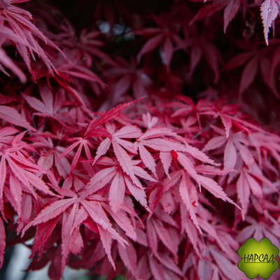 Клен веерный АТРОПУРПУРЕУМ (САЖНЕЦ 90-70 см)