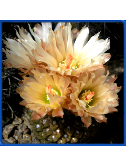Thelocephala glabrescens FK 148
